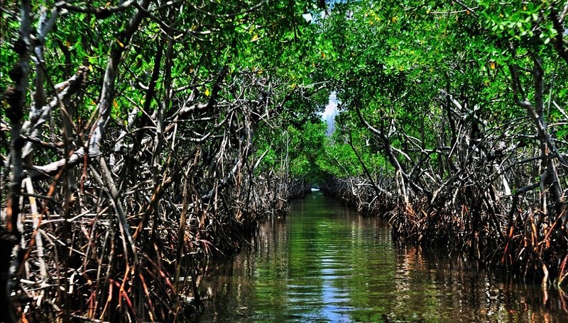 Hara Mangrove Ecosystem